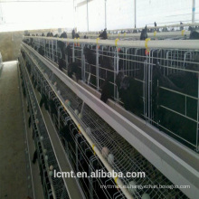 Equipo de jaula de pollo completamente automatizado para granjas de ganado de todo el mundo